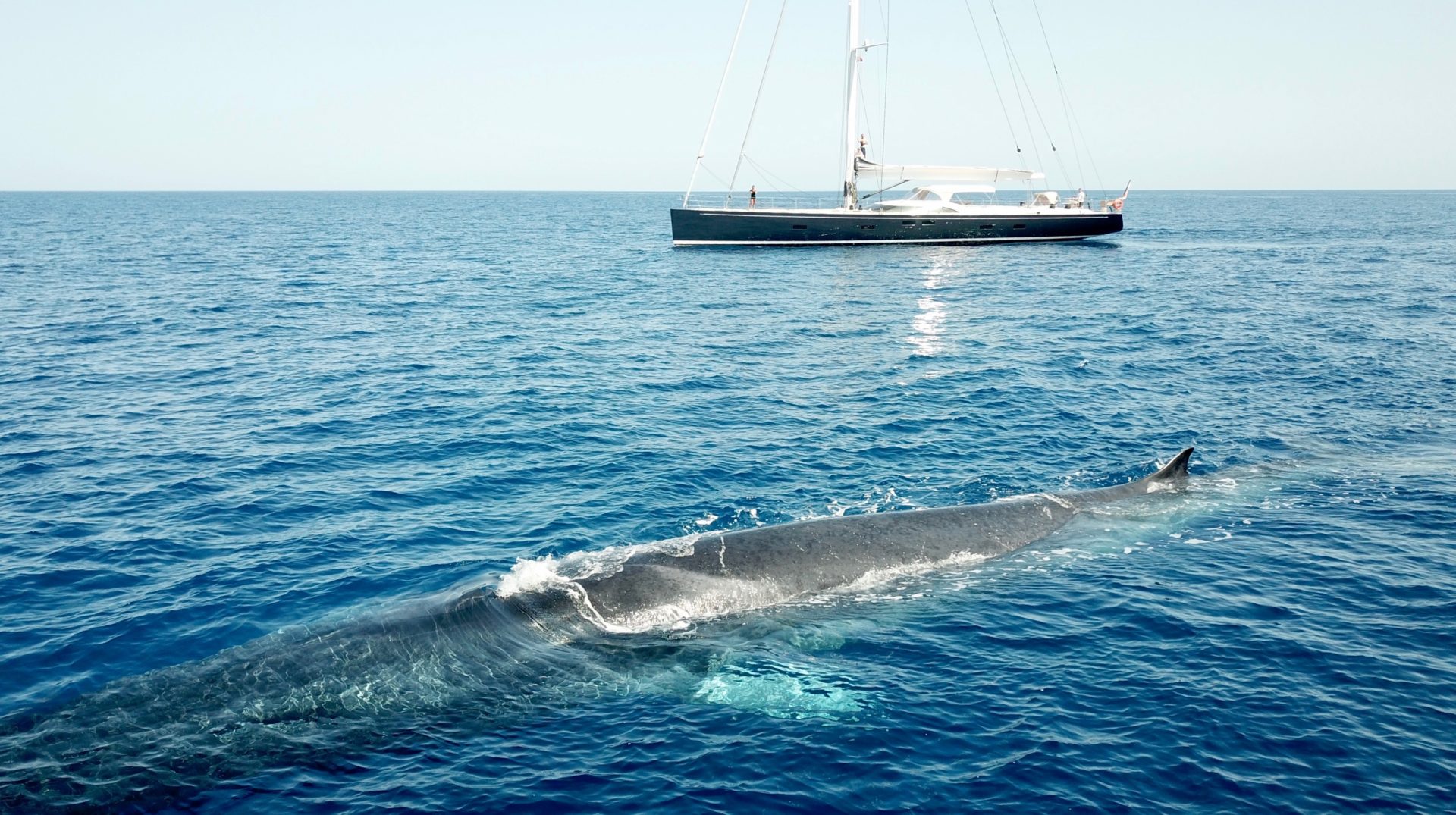 Whale Surfacing Next to Southern Wind Charter Yacht